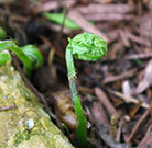Close-up of new frond on leatherwood fern