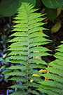 Close-up of fully grown frond on leatherwood fern