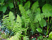 Whole leatherwood fern