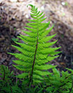 Close-up of fully grown frond on lady in red fern