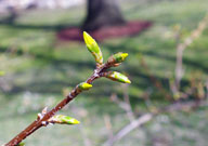 Early spring floral bud of forsythia