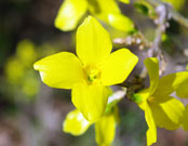 Close-up of a bloomed yellow flower, with four small open petals