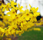 Forsythia flowers cluster to cover branches.