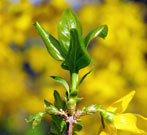 forsythia have finely toothed glossy leaves