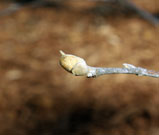 Leaf bud on the end of a branch