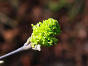 An emerging immature flower looks like a green pom at the end of a branch