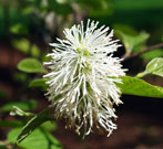 A fully bloomed flower is white with many short petals that look like brush bristles
