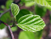 Fothergilla have rounded leaves with subtle teeth on edges