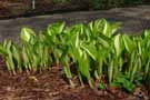 Plants emerging in spring, with folded leaves coming up through mulch.