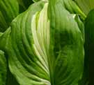 Close-up of a two-toned leaf with vertical stripe in center.