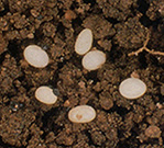 Photo from United States Department of Agriculture, Animal and Plant Health Inspection Service: Cluster of Japaneese beetle eggs in soil