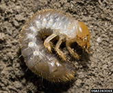 Photo from David Cappaert, Bugwood.org:  Japaneese beetle larva with true legs