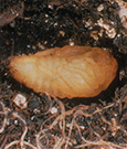 Photo from United States Department of Agriculture, Animal and Plant Health Inspection Service: Japaneese beetle pupating