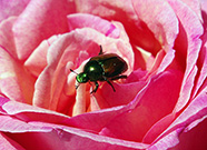 Adult Japaneese beetle on a flower.