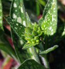 Green floral buds emerging among the foliage