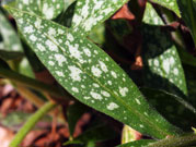Close-up of a variegated leaf with many tiny hairs