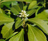 Floral buds show white emerging from the end of green  leaves