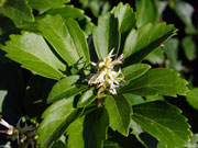 A fully bloomed flower shows the whitish spikes surrounded by leaves that are broad with jagged margins.