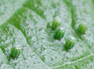 Photo from Dale Clark: Red admiral butterfly eggs on leaf surface
