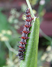 Photo from Dale Clark: Red admiral butterfly larva with protective spikes along boday