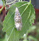 Photo from Dale Clark: Red admiral butterfly chrysalis, attached to a leaf.