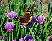 Red admiral butterfly on a flower, with its wings down to show the top coloration and pattern of its wings.