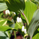 Close-up of Solomon's seal's white flowers that hang down from the branch to look like hanging ballet shoes