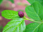 Close-up of a floral bud