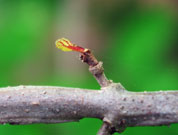 Newly emerged leaf bud on a branch