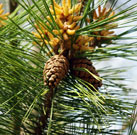 Immature cones on a branch