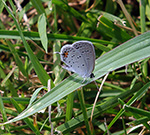male adult eastern tailed blue butterfly
