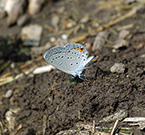 male adult feeding on mineral nutrients in soil, eastern tailed blue butterfly