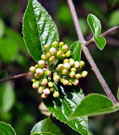 Close-up of buds, just before flower opens, in front of glossy green leaves