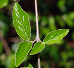 Burkwood viburnum has glossy leaves with serrated edges