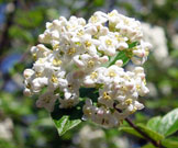 Cluster of mature white flowers on the end of a branch