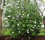 Whole burkwood viburnum plant