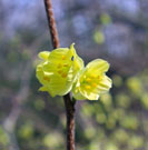 Close-up of bloomed pale yellow, cup-shaped flowers