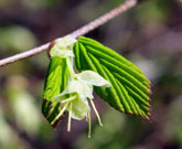 Young leaves of buttercup winterhazel, note the deeply sunken veins