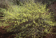 Whole buttercup winterhazel shrub