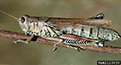 Photo from David Cappaert, Bugwood.org: profile view of grasshopper body