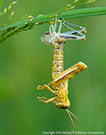 Photo from Chris Helzer: molting grasshopper