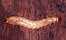 Photo from Lee Jenkins Collection, University of Missouri: larva of ground beetle