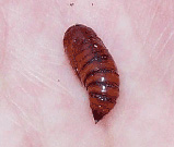 Photo by Kate Redmond, the BugLady, UWM Field Station: pupa stage of ground beetle