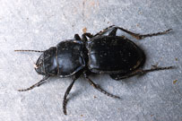 Photo from Lee Jenkins Collection, University of Missouri: adult ground beetle