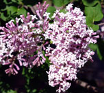Close-up of a blooming lilac flower cluster