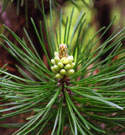 Close-up of young cones on mugo pine