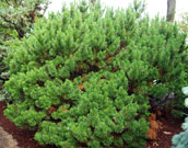 whole pinus mugo swiss mountain pine shrub