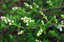 Slightly open flower buds like white pearls provide its common name