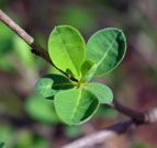 Oval-shaped leaves on pearl bush