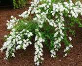 Whole pearl bush shrub